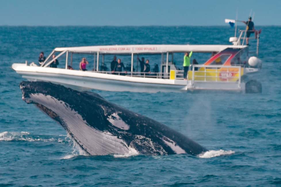 image n.2 of Sunshine Coast: Humpback Whale Cruise And Swim activity in Sunshine Coast, uploaded by supplier