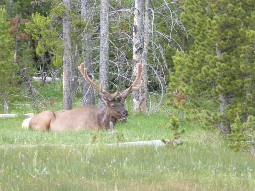 image n.11 of From Jackson: Half-Day Grand Teton National Park Tour activity in Jackson, Wyoming, uploaded by supplier