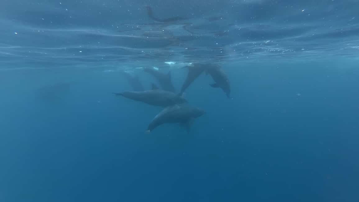 image n.3 of Zanzibar: Jozani Forest National Park and Dolphin Encounter activity in Unguja South Region, uploaded by supplier