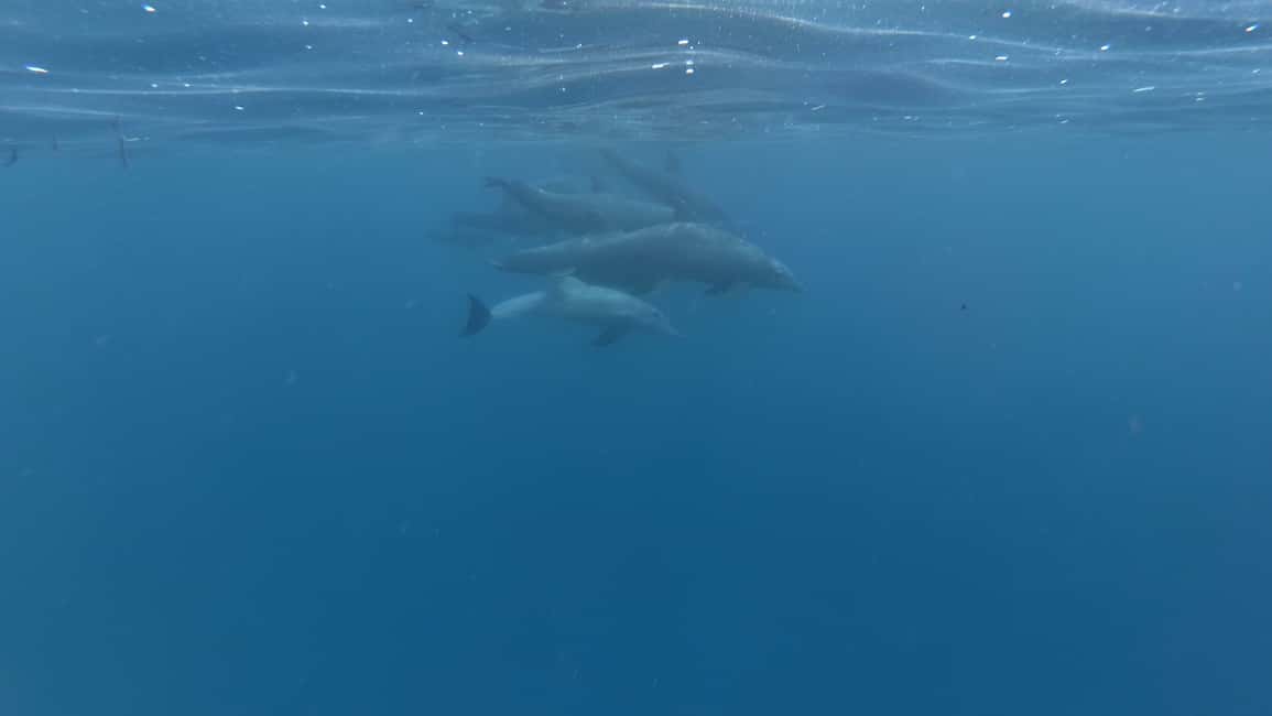 image n.4 of Zanzibar: Jozani Forest National Park and Dolphin Encounter activity in Unguja South Region, uploaded by supplier