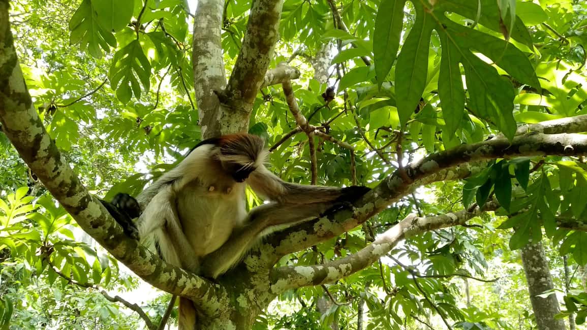 image n.10 of Zanzibar: Jozani Forest National Park and Dolphin Encounter activity in Unguja South Region, uploaded by supplier