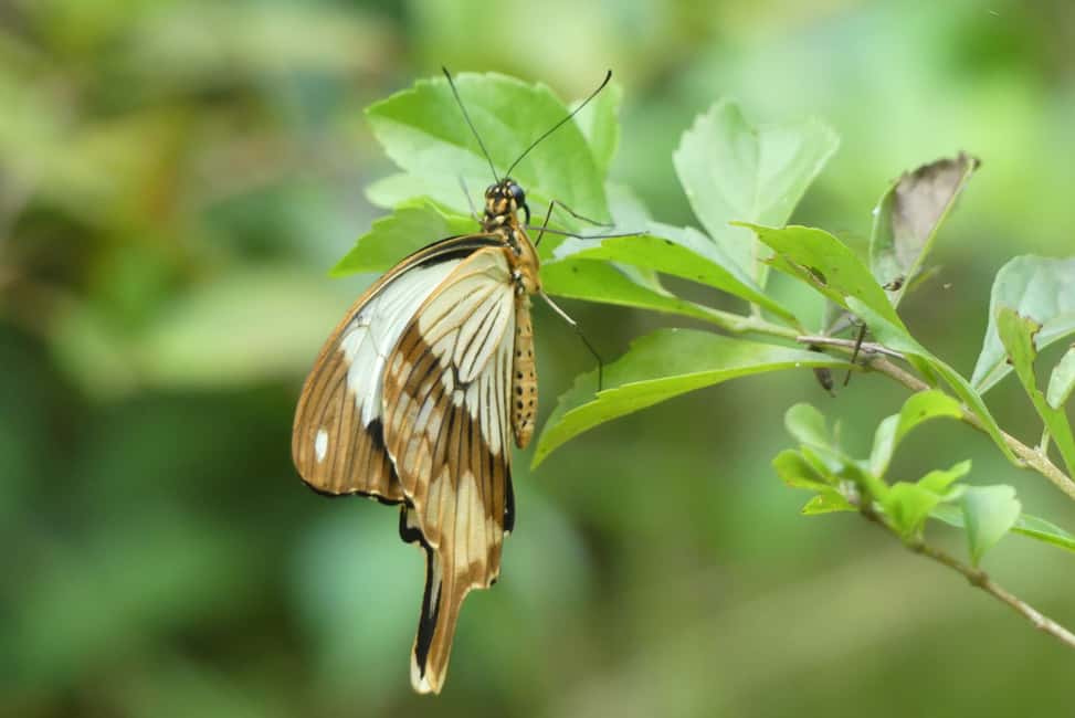 image n.16 of Zanzibar: Jozani Forest National Park and Dolphin Encounter activity in Unguja South Region, uploaded by supplier