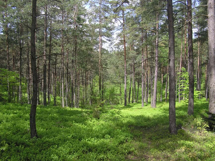 Obraz nr 6 z atrakcji Szwajcaria Kaszubska 1-dniowa prywatna wycieczka z Gdańska w Chmielno, przesłany przez organizatora