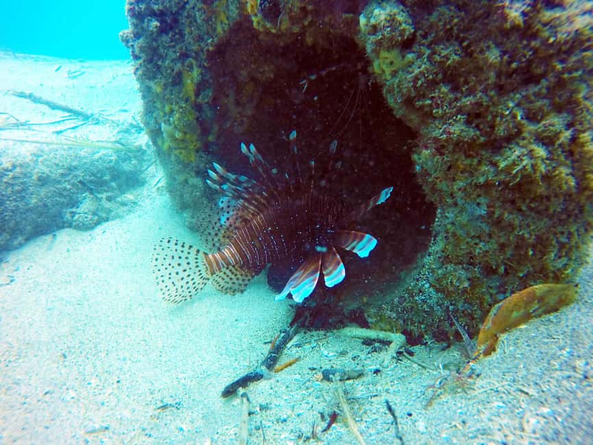 image n.6 of Gold Coast: Snorkelling in Wave Break Island activity in Gold Coast, uploaded by supplier
