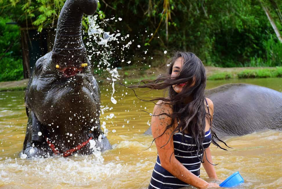 image n.12 of From Chiang Mai: Elephant Care Program and Nursery Tour activity in Chiang Mai, uploaded by supplier