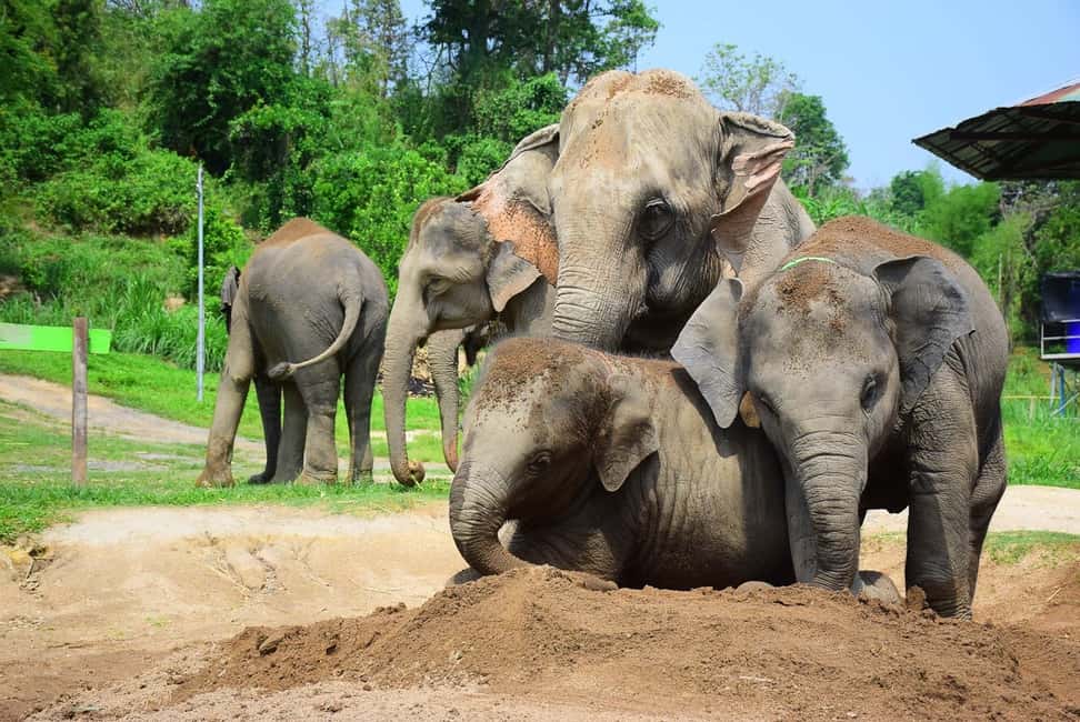 image n.15 of From Chiang Mai: Elephant Care Program and Nursery Tour activity in Chiang Mai, uploaded by supplier