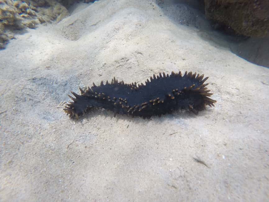 billede nr.26 af aktiviteten Samui: Angthong National Marine Park dagsudflugt med speedbåd i Thailandbugten, uploadet af udbyder