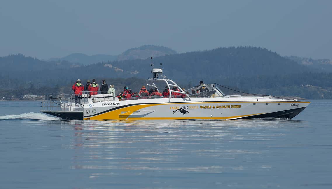 image n.1 of Victoria: Sunset Whale Watching Tour on an Open Scarab Boat activity in Victoria, British Columbia, uploaded by supplier