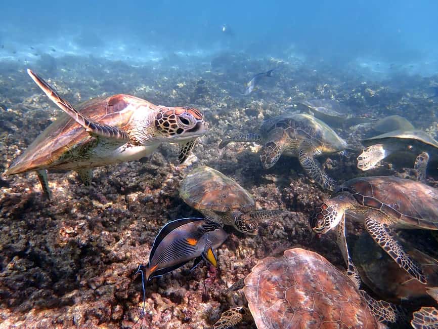 Immagine nº 3 di Da Al-Seeb: gita in barca alle isole Dimaniyat con snorkeling attività a Seeb, caricata dal fornitore