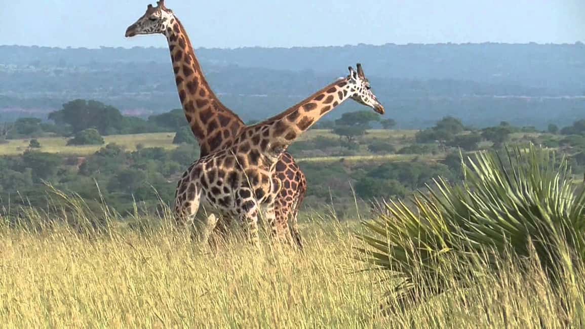 image n.1 of Kampala: 2-Day Murchison Falls National Park Safari activity in Pader District, uploaded by supplier
