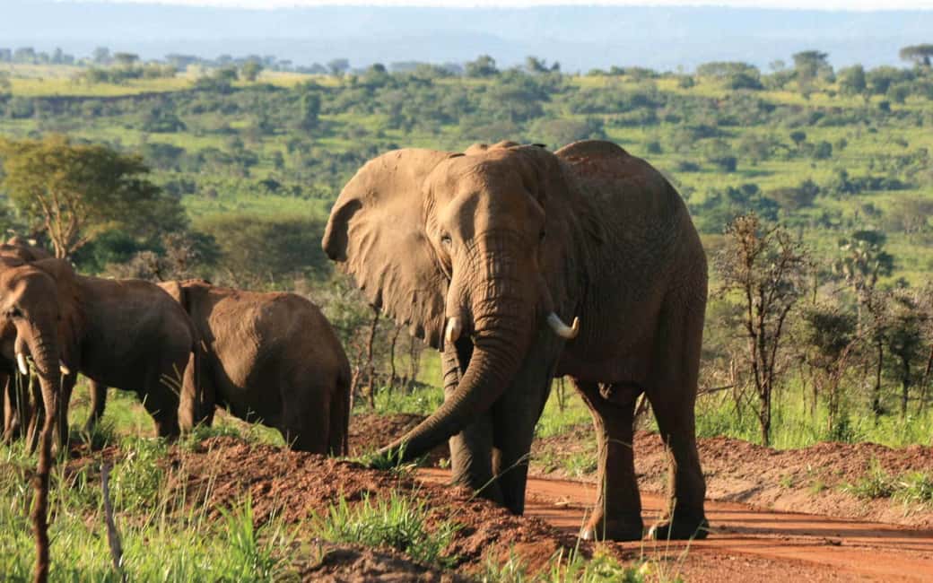 image n.2 of Kampala: 2-Day Murchison Falls National Park Safari activity in Pader District, uploaded by supplier