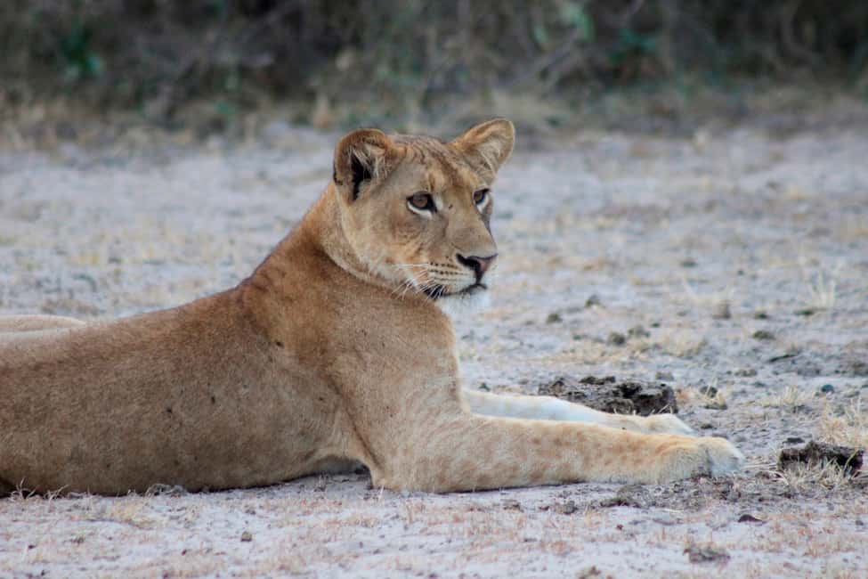 image n.7 of Kampala: 2-Day Murchison Falls National Park Safari activity in Pader District, uploaded by supplier