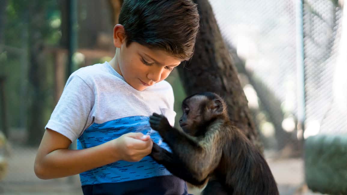 image n.5 of Akumal: Akumal Monkey Sanctuary Tour activity in Akumal, uploaded by supplier