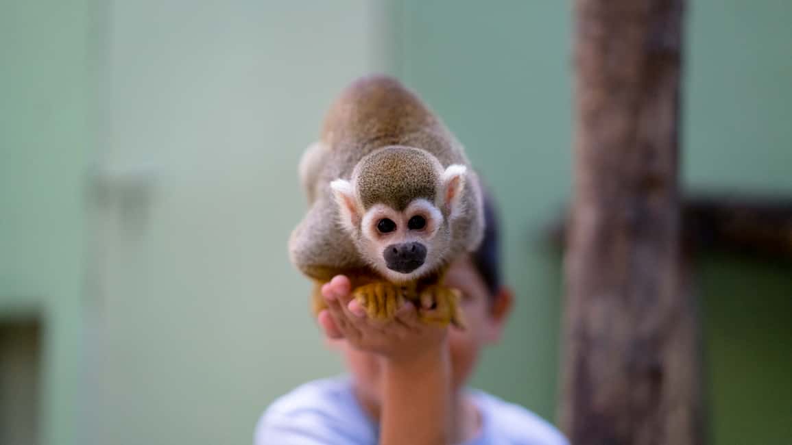 image n.6 of Akumal: Akumal Monkey Sanctuary Tour activity in Akumal, uploaded by supplier