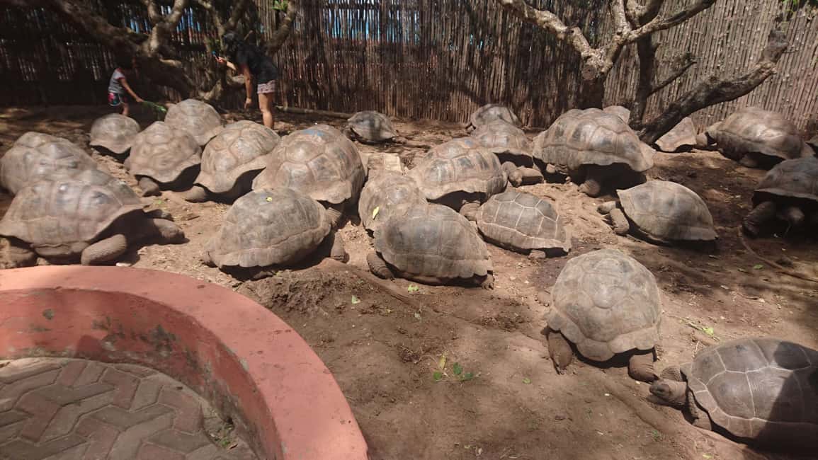 image n.4 of From Zanzibar: Half-Day Prison Island Tour activity in Unguja South Region, uploaded by supplier