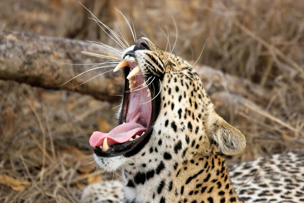 image n.3 of Galle/Unawatuna/Weligama/Mirissa: Yala National Park Safari activity in Hambantota, uploaded by supplier