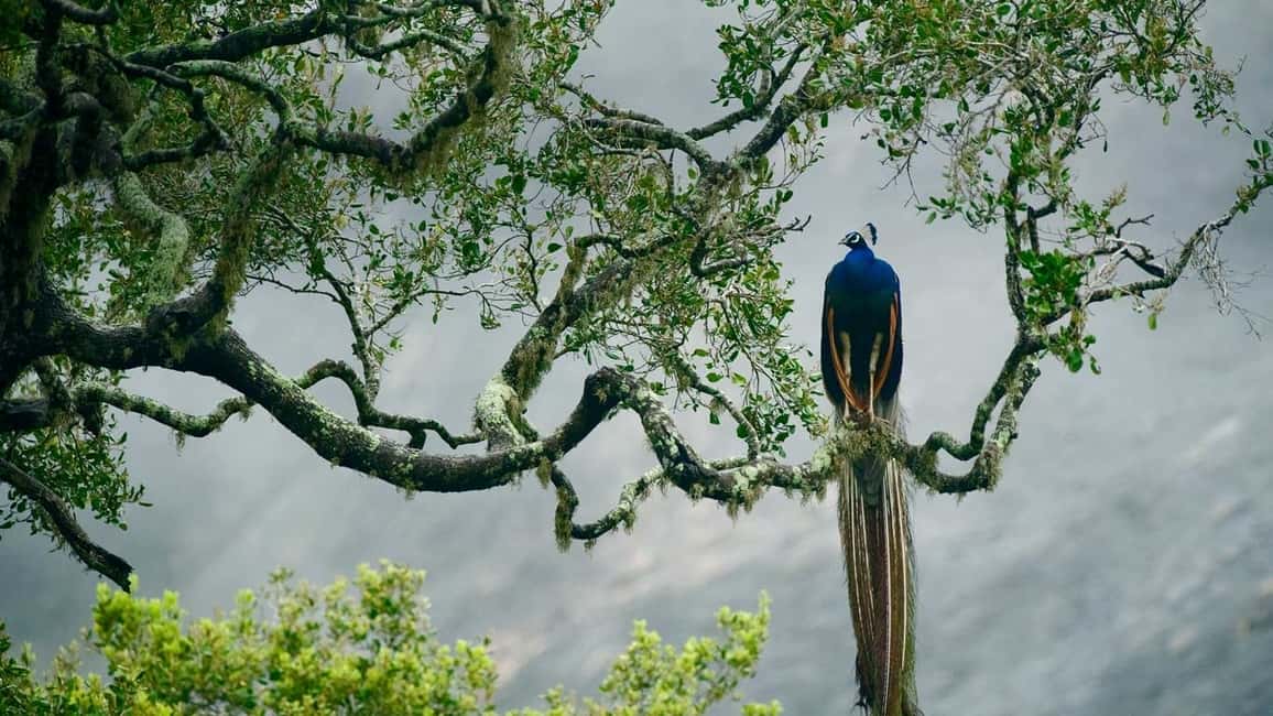 image n.4 of Galle/Unawatuna/Weligama/Mirissa: Yala National Park Safari activity in Hambantota, uploaded by supplier