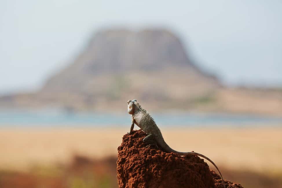 image n.6 of Galle/Unawatuna/Weligama/Mirissa: Yala National Park Safari activity in Hambantota, uploaded by supplier