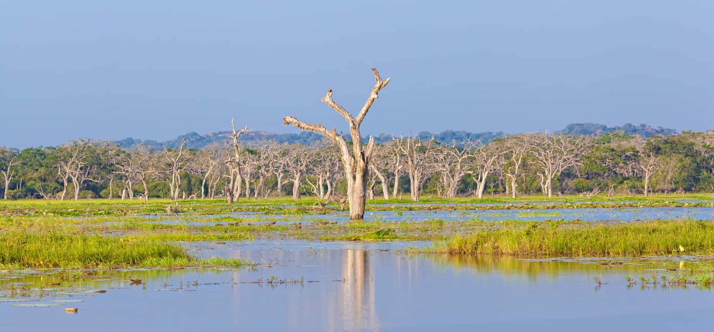 image n.8 of Galle/Unawatuna/Weligama/Mirissa: Yala National Park Safari activity in Hambantota, uploaded by supplier