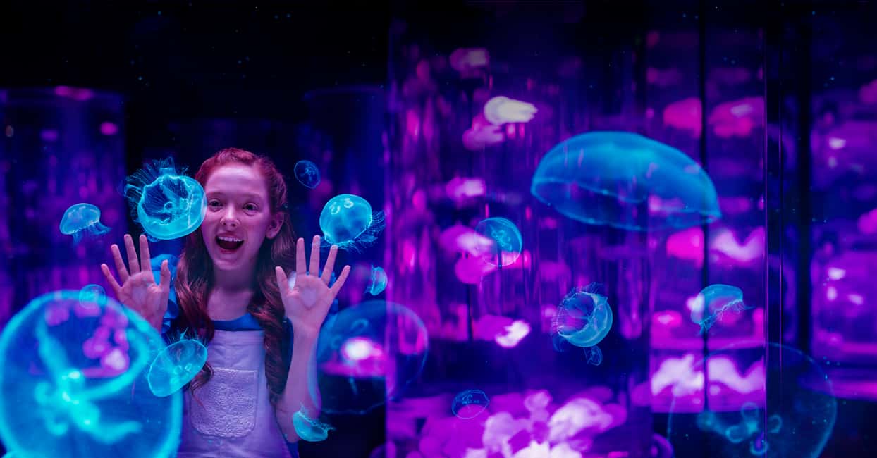 image n.10 of Gold Coast: Movie World, Sea World, & Wet’n’Wild 5-Day Pass activity in Gold Coast, uploaded by supplier