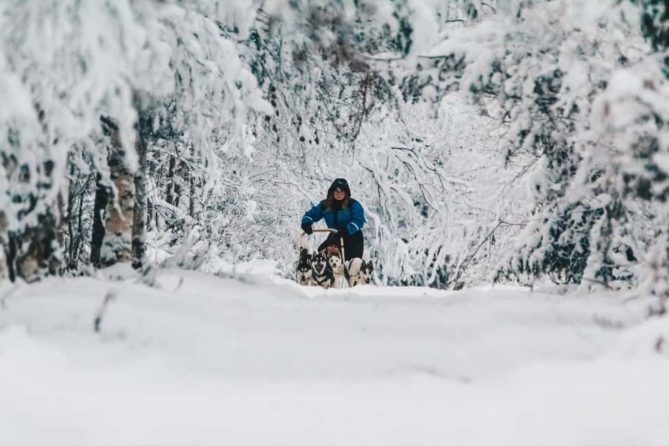 image n.3 of Rovaniemi: Apukka Husky Adventure activity in Rovaniemi, uploaded by supplier
