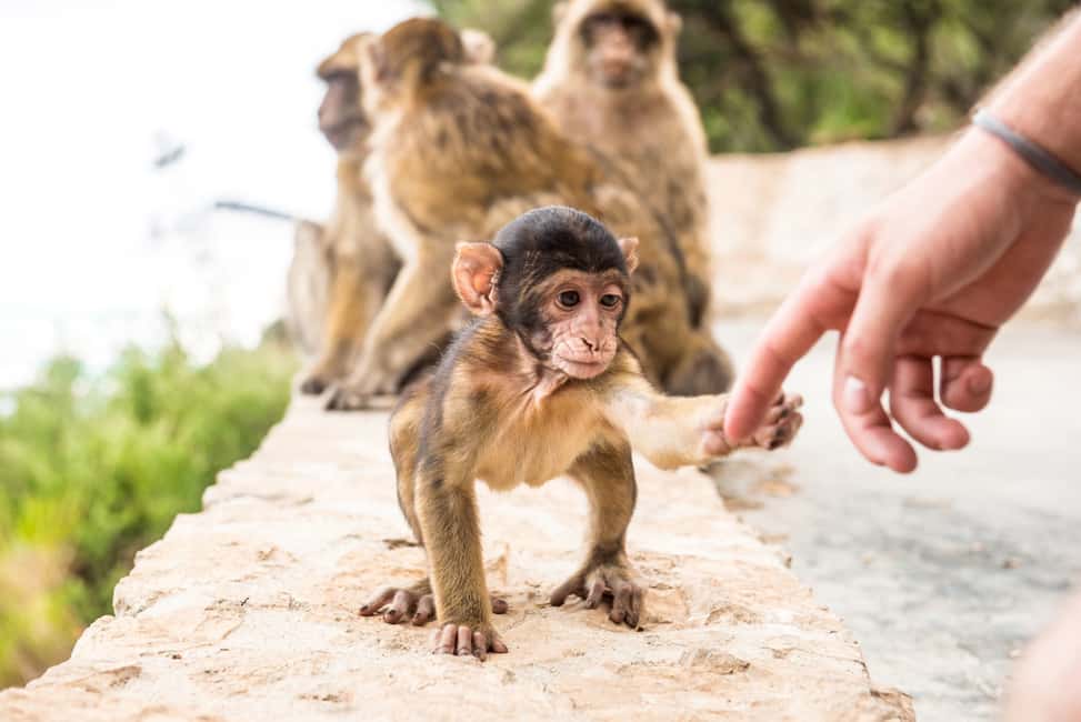 image n.1 of From Seville: Day Trip to Gibraltar activity in Gibraltar, uploaded by supplier