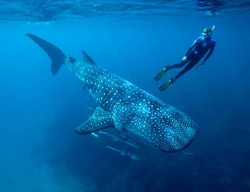 afbeelding n.1 van Cancún of Riviera Maya: walvishaaientour en strand Playa Norte activiteit in Quintana Roo, geüpload door aanbieder