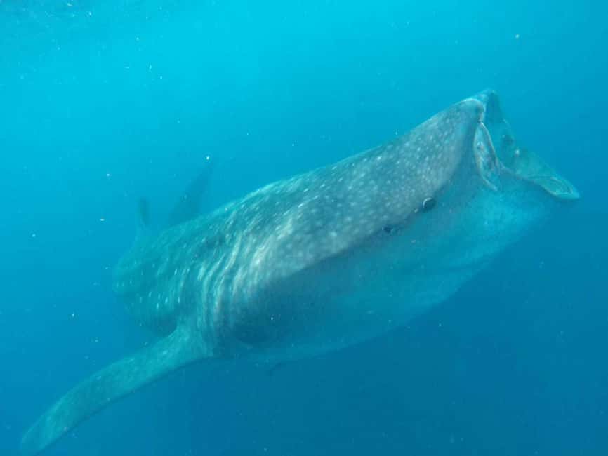 afbeelding n.5 van Cancún of Riviera Maya: walvishaaientour en strand Playa Norte activiteit in Quintana Roo, geüpload door aanbieder