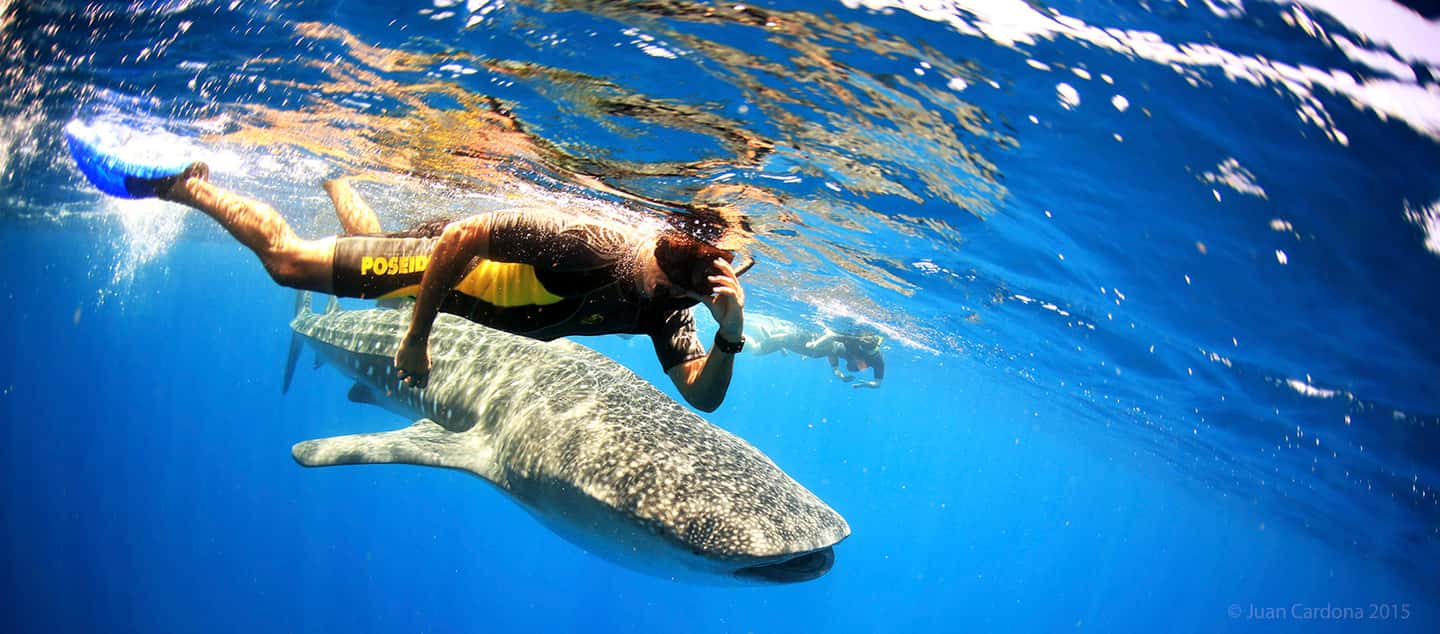 afbeelding n.6 van Cancún of Riviera Maya: walvishaaientour en strand Playa Norte activiteit in Quintana Roo, geüpload door aanbieder