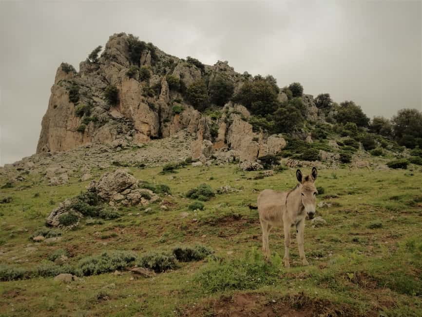 image n.16 of Orgosolo Experience: Murals and Culture with a typical Lunch activity in Sardinia, uploaded by supplier