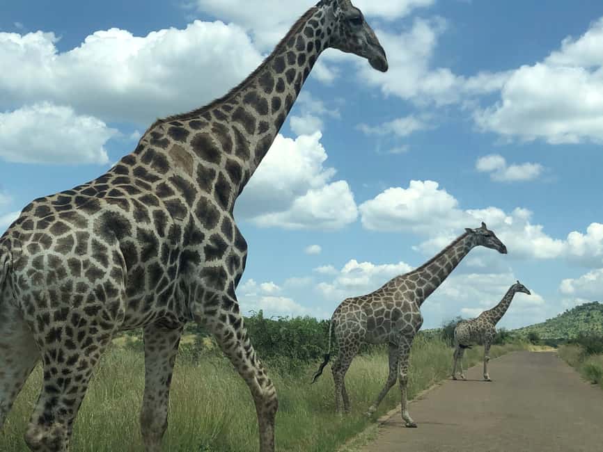 imagem n.13 de De Joanesburgo: Safari de vida selvagem em Pilanesberg atividade em Noroeste, África do Sul, carregada pelo fornecedor