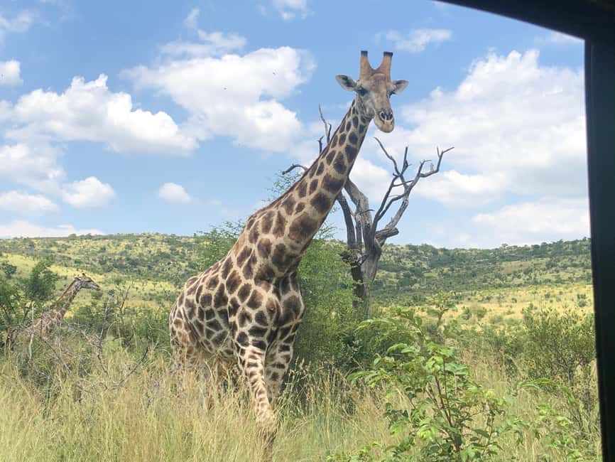 imagem n.14 de De Joanesburgo: Safari de vida selvagem em Pilanesberg atividade em Noroeste, África do Sul, carregada pelo fornecedor