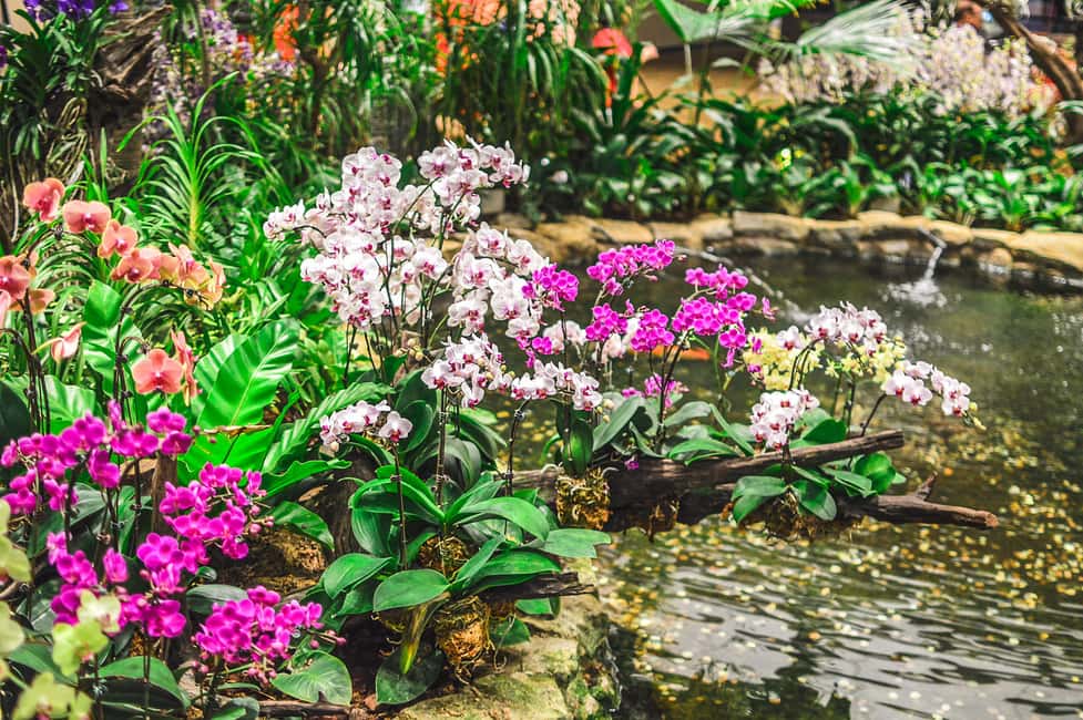 Immagine nº 2 di Singapore: biglietti d'ingresso al giardino nazionale delle orchidee attività a Singapore, caricata dal fornitore