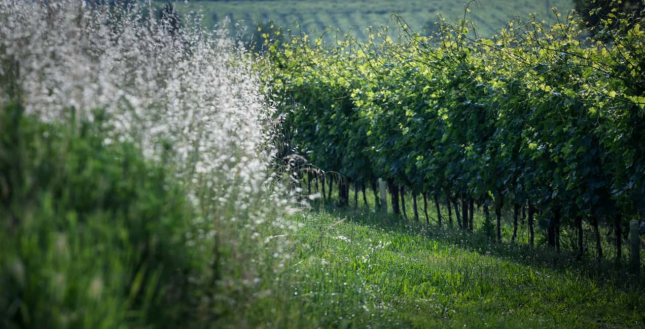 image n.6 of Lake Garda: Wine Tour and Tasting Experience in Bardolino activity in Lombardy, uploaded by supplier