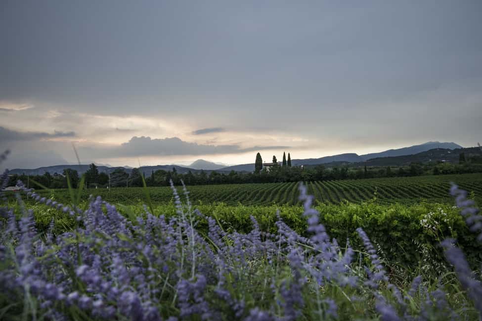 image n.2 of Lake Garda: Wine Tour and Tasting Experience in Bardolino activity in Lombardy, uploaded by supplier
