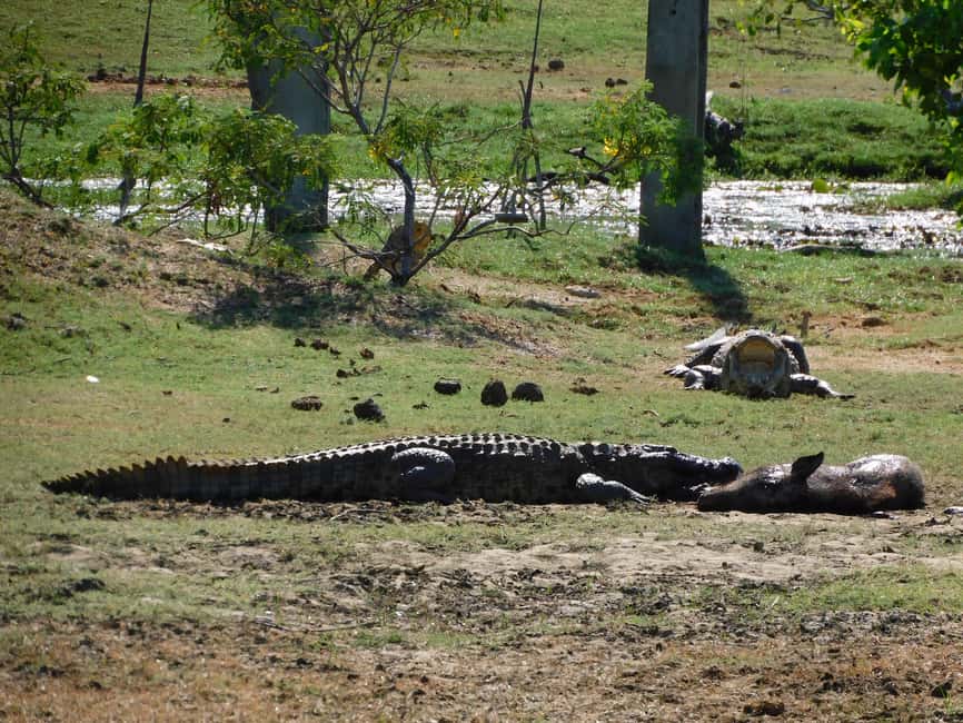 image n.5 of Yala Safari Tour from Hambantota Port area (Shore Excursion) activity in Hambantota, uploaded by supplier