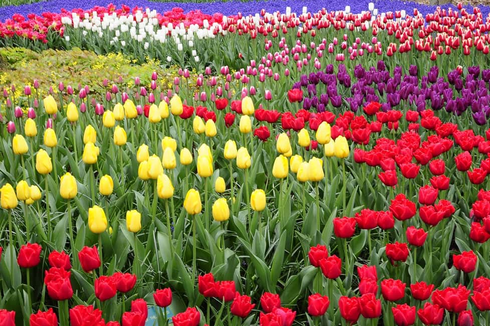 image n.5 of Amsterdam: Keukenhof Gardens Private Sightseeing Tour activity in Lisse, uploaded by supplier