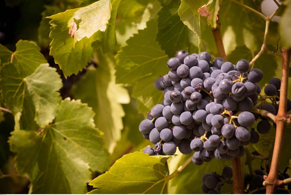 billede nr.8 af aktiviteten Avignon: Heldags vintur rundt Châteauneuf-du-Pape i Avignon, uploadet af udbyder