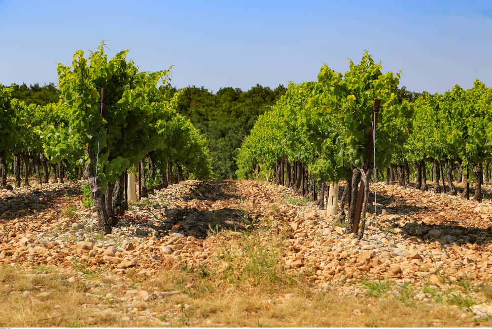 billede nr.4 af aktiviteten Avignon: Heldags vintur rundt Châteauneuf-du-Pape i Avignon, uploadet af udbyder