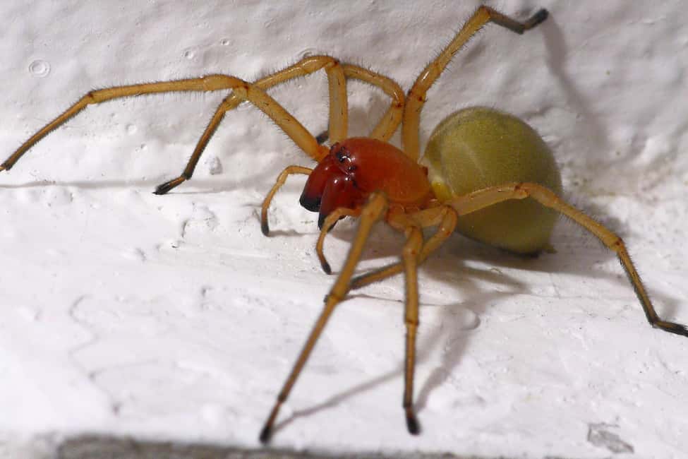 image n.1 of SPIDERS - WATCHING activity in Aosta, uploaded by supplier