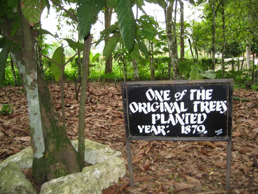 image n.5 of Accra: Aburi Botanical Gardens, Cocoa Farms, Waterfalls Trip activity in Aburi, uploaded by supplier