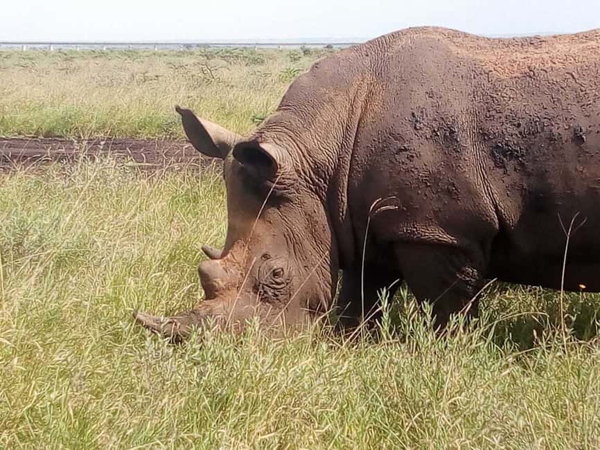 image n.16 of Nairobi National Park Half-Day Game Drive activity in Nairobi, uploaded by supplier