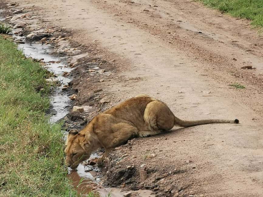 image n.17 of Nairobi National Park Half-Day Game Drive activity in Nairobi, uploaded by supplier