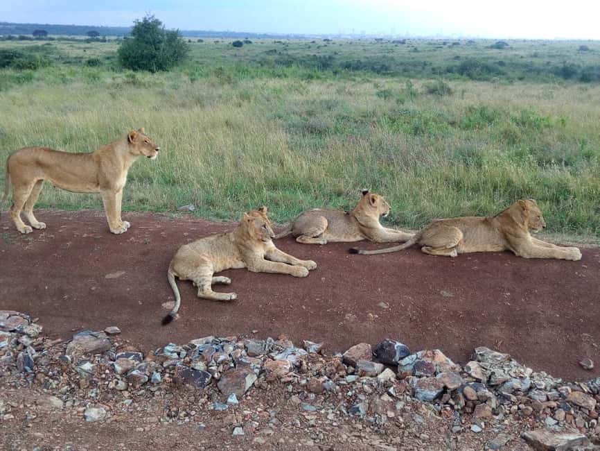 image n.18 of Nairobi National Park Half-Day Game Drive activity in Nairobi, uploaded by supplier