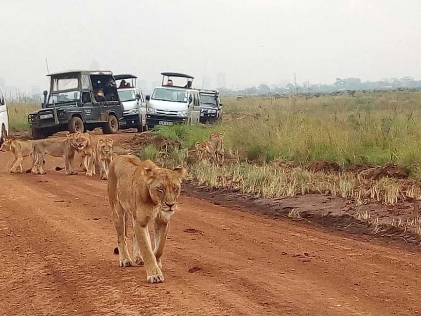 image n.19 of Nairobi National Park Half-Day Game Drive activity in Nairobi, uploaded by supplier