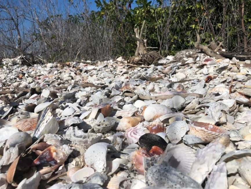 image n.1 of Marco Island: Ten Thousand Islands Shelling & Dolphin Tour activity in Florida, uploaded by supplier