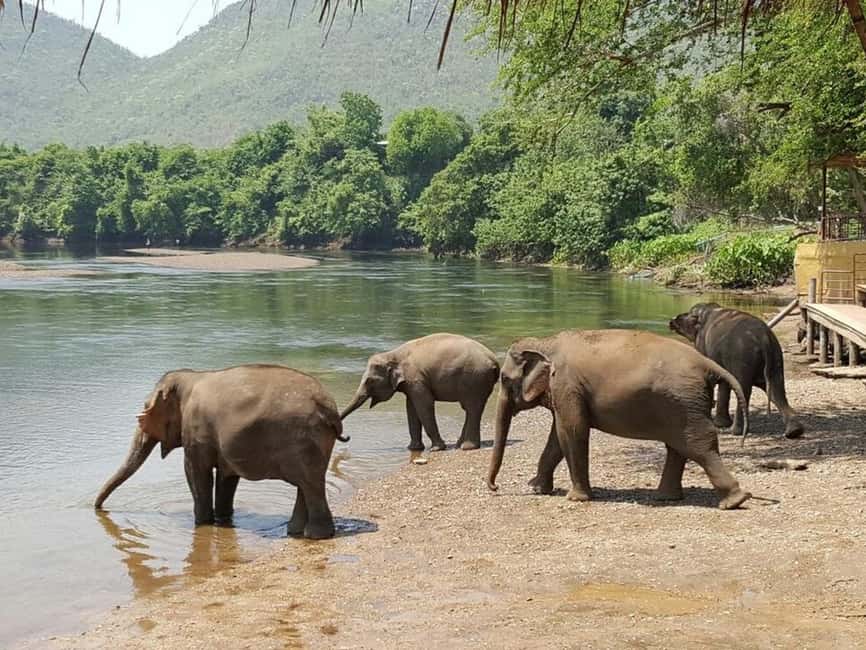 image n.2 of From Bangkok: ElephantsWorld Kanchanaburi 2-Day Experience activity in Kanchanaburi, uploaded by supplier