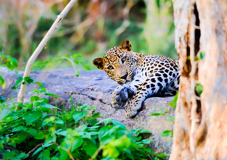 image n.1 of Anuradhapura: Full-Day Wilpattu National Park Private Safari activity in North Central Province, uploaded by supplier