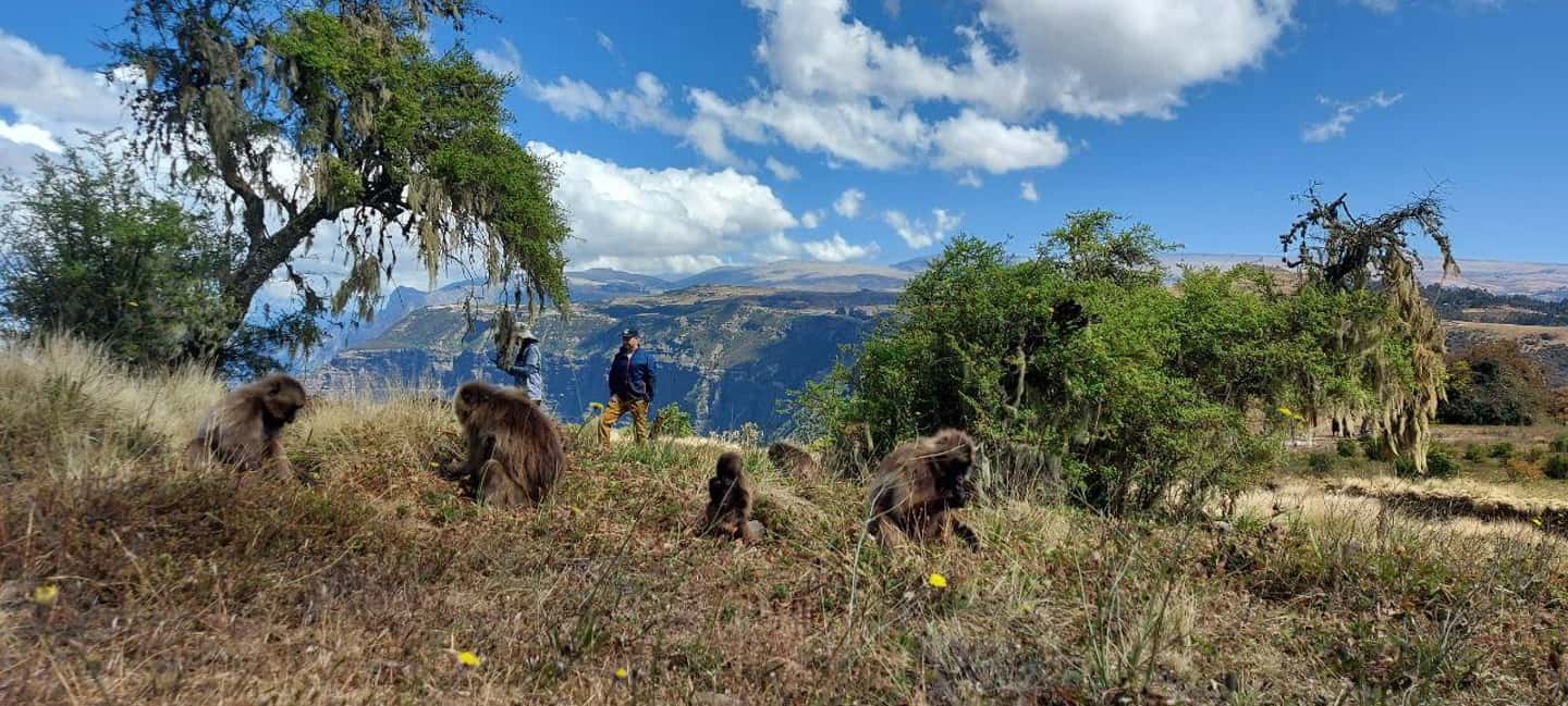 image n.7 of 3 Days Trekking & Wildlife Spotting in the Simien Mountains activity in Amhara Region, uploaded by supplier