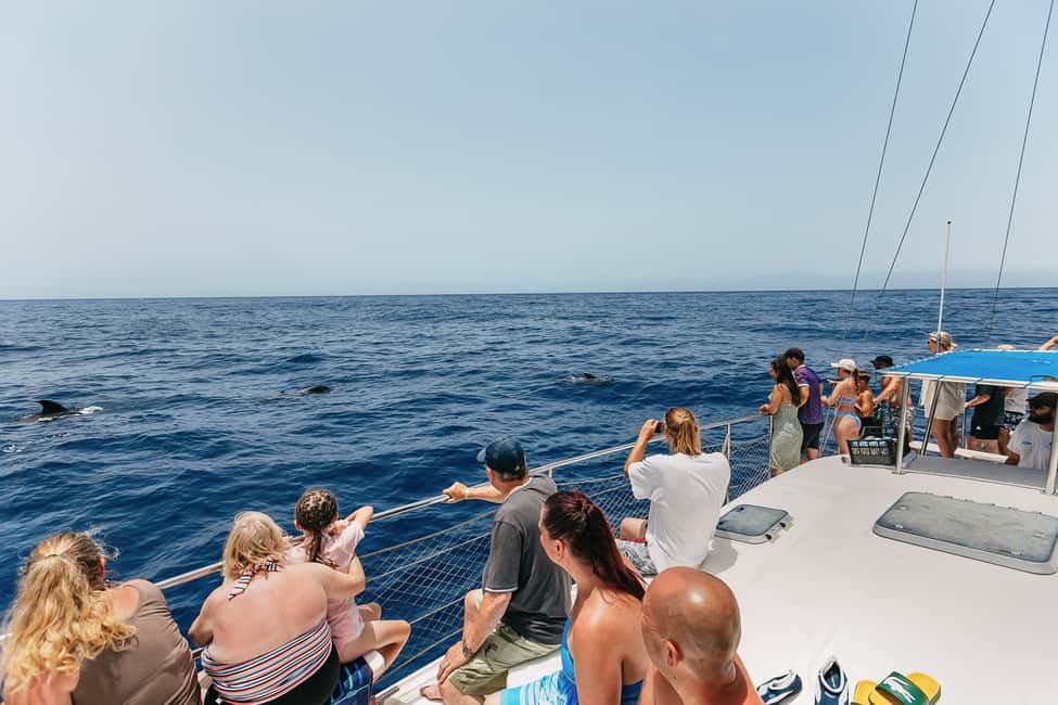 billede nr.19 af aktiviteten Costa Adeje: Hvalsafari med katamaran og drikkevarer i Costa Adeje, uploadet af udbyder